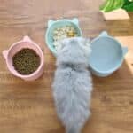 Bol ergonomique anti-renversement pour chat