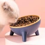 Bol incliné antidérapant pour chat