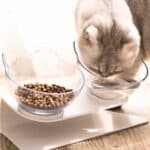 Double bol surélevé antidérapant pour chat