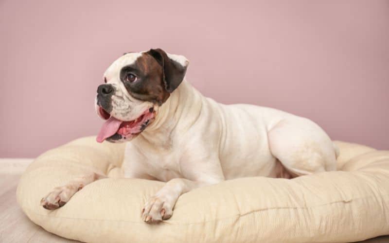 Les avantages de l'ergonomie pour les animaux de compagnie Innovation avantages lergonomie animaux compagnie 1