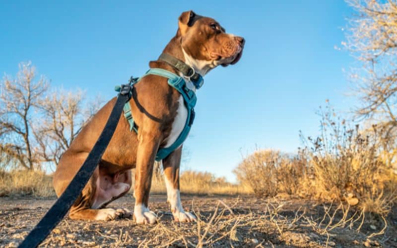 Les avantages de l'ergonomie pour les animaux de compagnie Innovation avantages lergonomie animaux compagnie 2