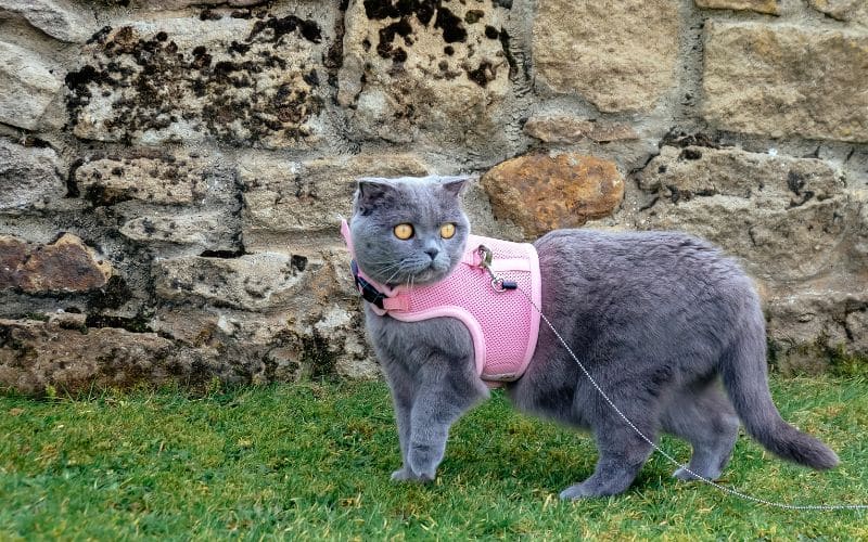 Les avantages de l'ergonomie pour les animaux de compagnie Innovation avantages lergonomie animaux compagnie 3