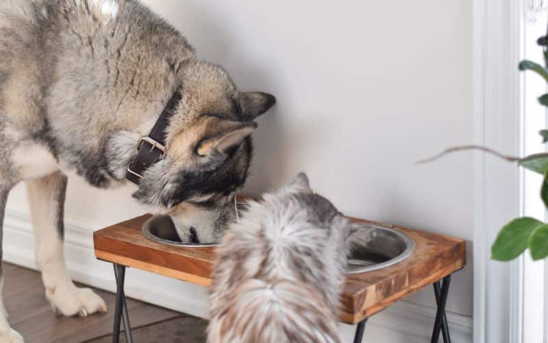 Un chien et un chat qui mangent dans des gamelles ergonomique sur un meuble spécial pour gamelles.