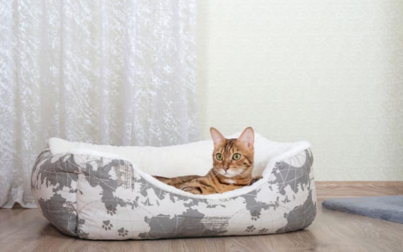 Les avantages de l'ergonomie pour les animaux de compagnie Innovation avantages lergonomie animaux compagnie 7