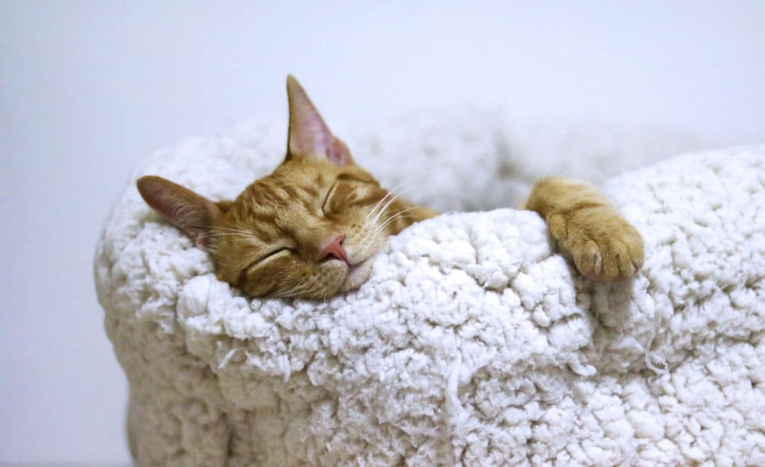 un chat qui dort sur un oreiller confortable